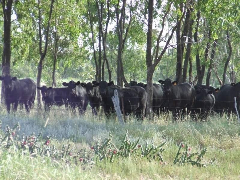 660 Mooroobie Lane, Goondiwindi QLD 4390