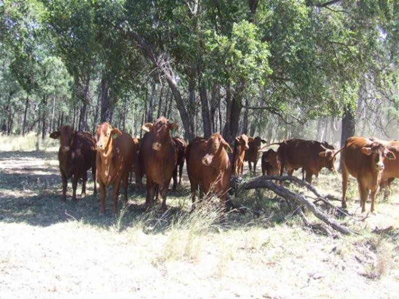 23 Willaroo Road, Boggabilla NSW 2409