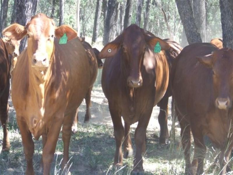 23 Willaroo Road, Boggabilla NSW 2409