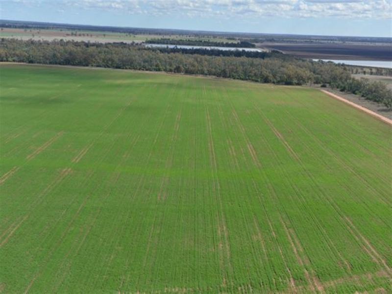 543 Forest Creek Road, North Star NSW 2408