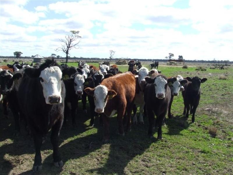 543 Forest Creek Road, North Star NSW 2408