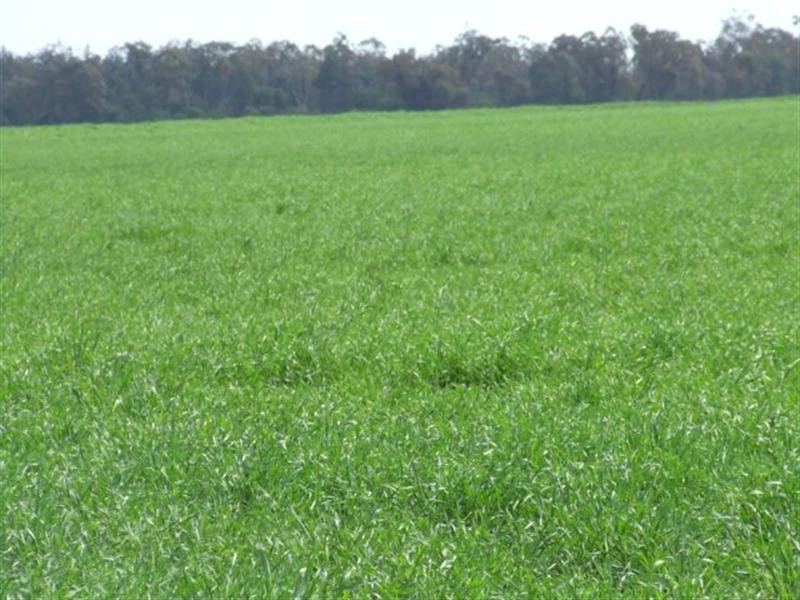 543 Forest Creek Road, North Star NSW 2408