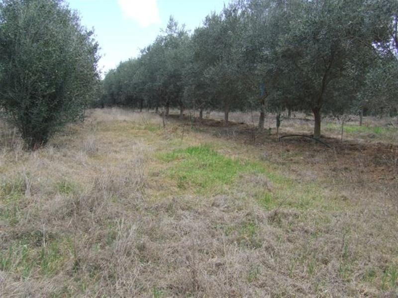 20 Cunningham Highway, Goondiwindi QLD 4390