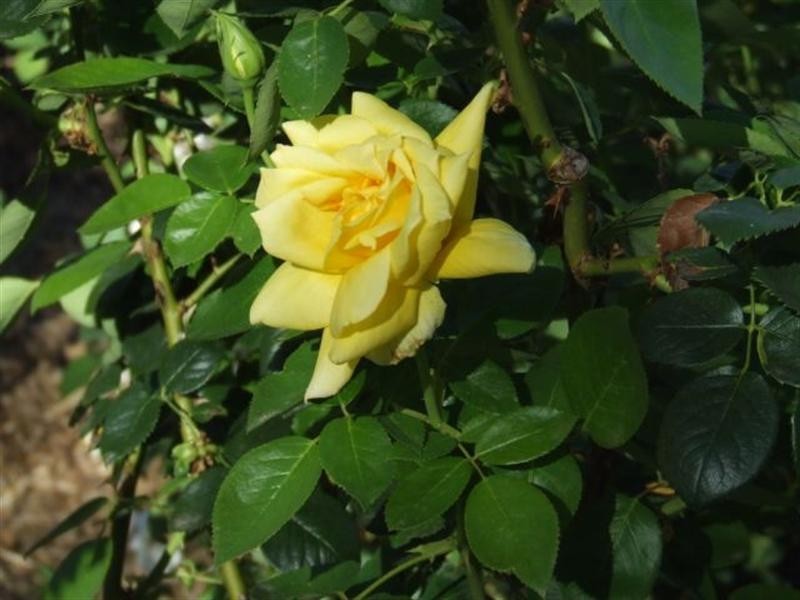 Goondiwindi QLD 4390