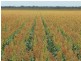 Tulloona NSW 2400