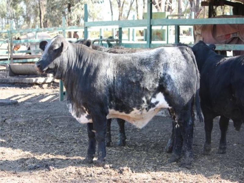 “Taraweir” Rockwood Road, Goondiwindi QLD 4390