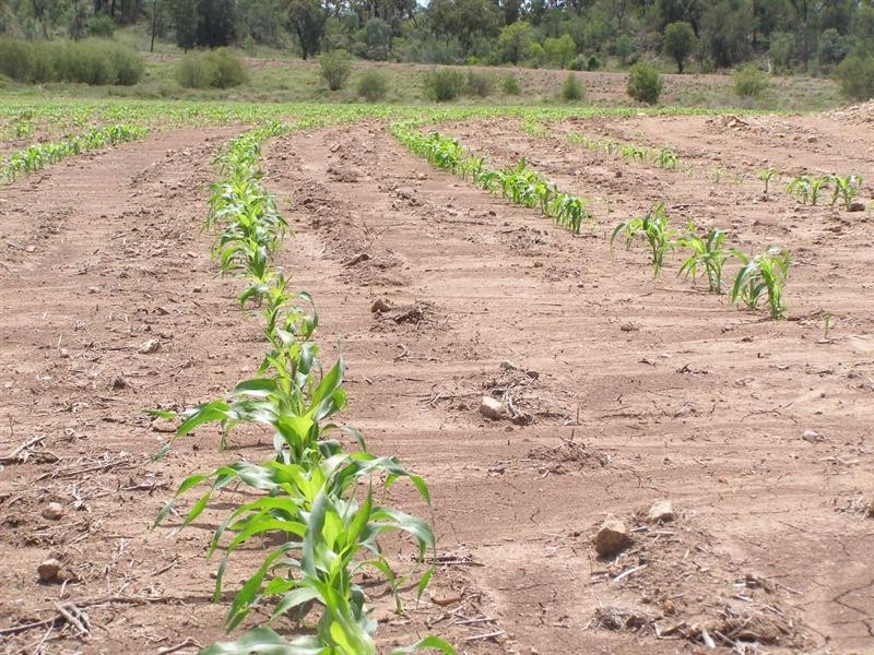 “Taraweir” Rockwood Road, Goondiwindi QLD 4390