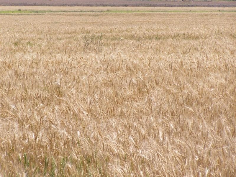 “Taraweir” Rockwood Road, Goondiwindi QLD 4390