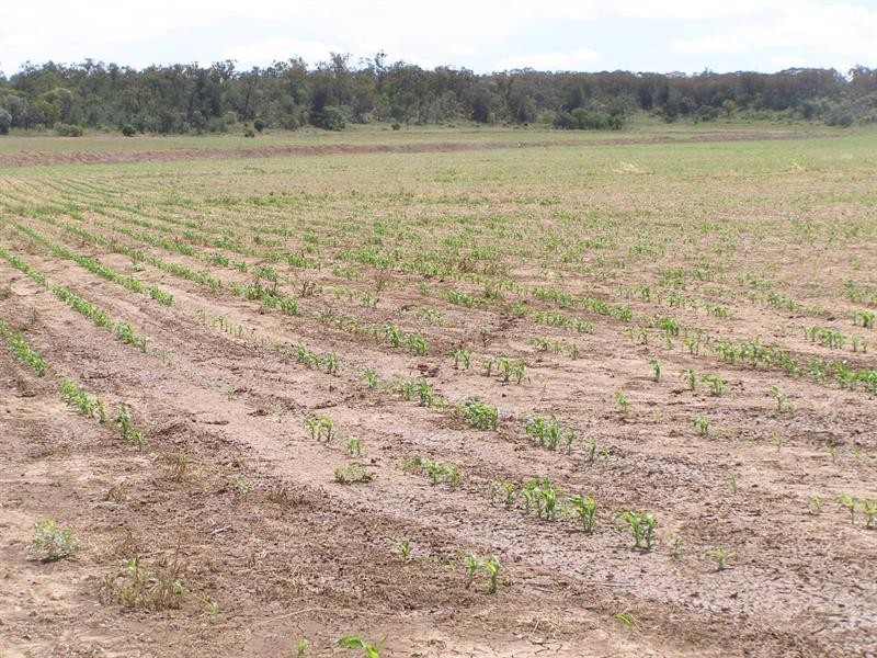 “Taraweir” Rockwood Road, Goondiwindi QLD 4390