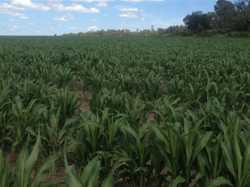 “Taraweir” Rockwood Road, Goondiwindi QLD 4390