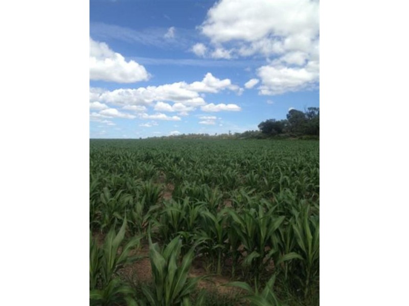 “Taraweir” Rockwood Road, Goondiwindi QLD 4390