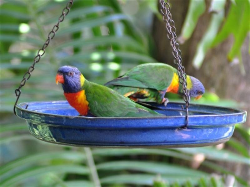 23 Crest Drive, Currumbin QLD 4223