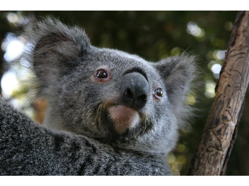 42a Evergreen Drive, Elanora QLD 4221