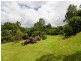 699 Tomewin Mountain Road, Currumbin Valley QLD 4223