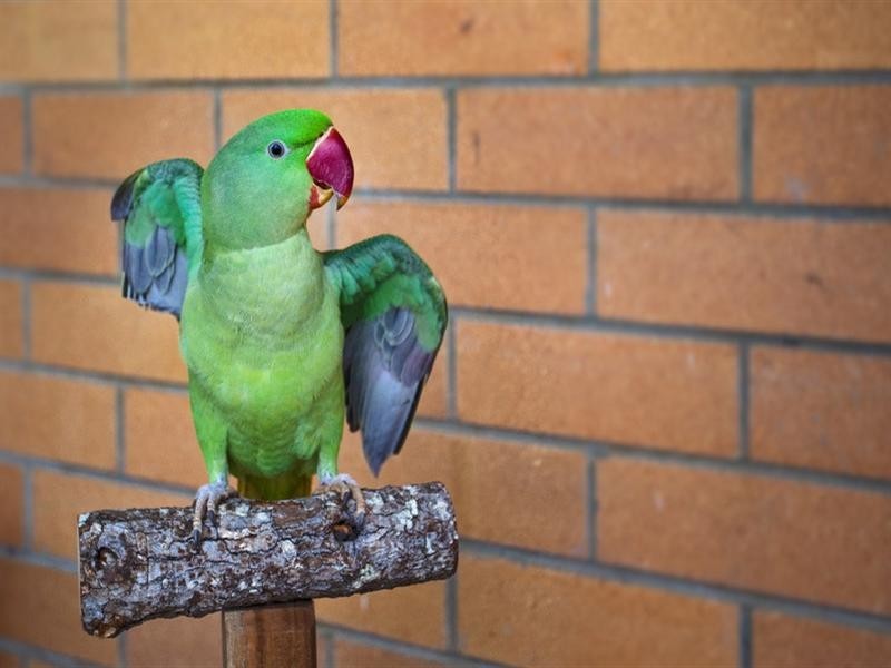 162 Townson Avenue, Palm Beach QLD 4221