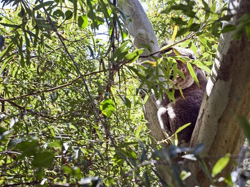 13 Lindwall Place, Currumbin Valley QLD 4223