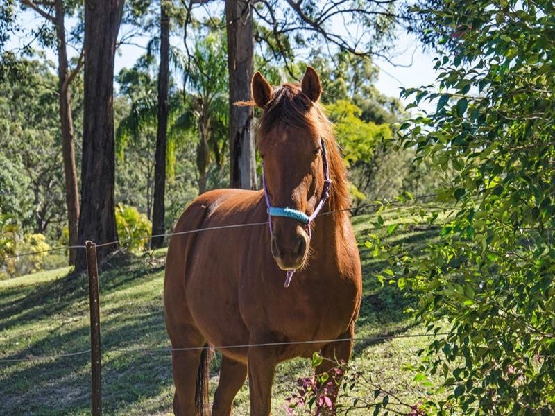 281 Trees Road, Tallebudgera QLD 4228