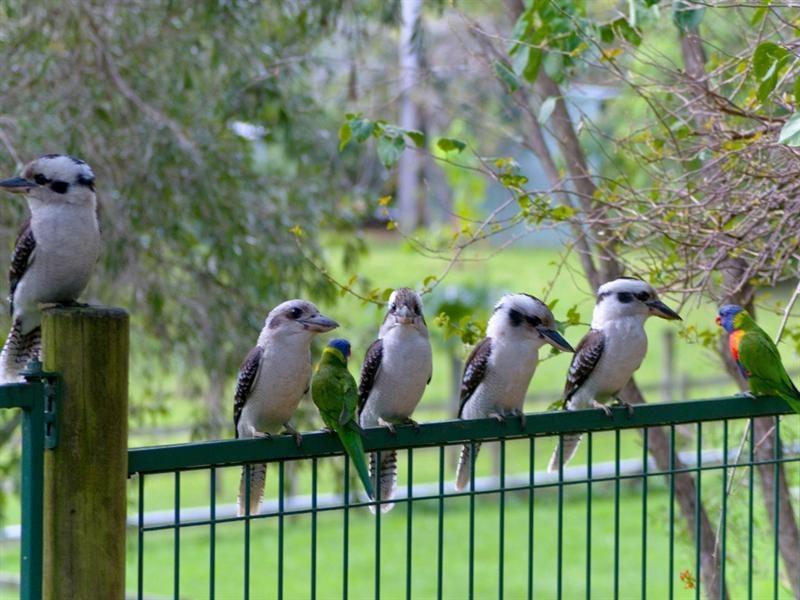 22 Tyalla Court, Tallebudgera QLD 4228