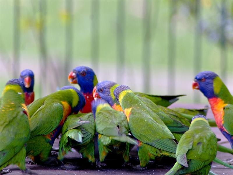 22 Tyalla Court, Tallebudgera QLD 4228