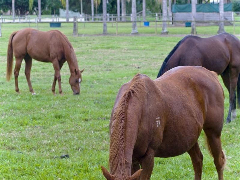 22 Tyalla Court, Tallebudgera QLD 4228