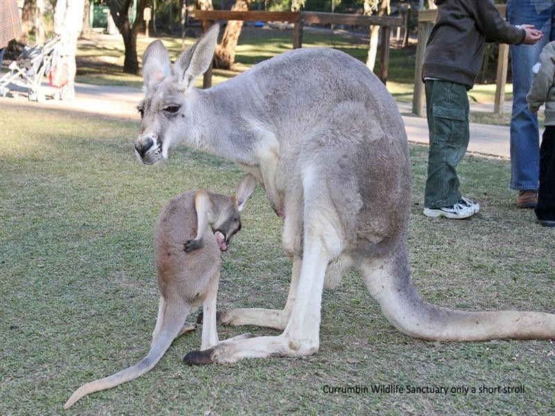 6/47 Teemangum Street, Currumbin QLD 4223