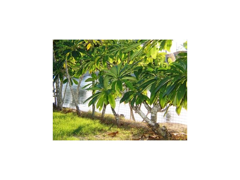 55 Fifteenth Avenue, Palm Beach QLD 4221