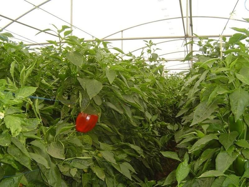 Lot 3 Womma Road, Penfield SA 5121