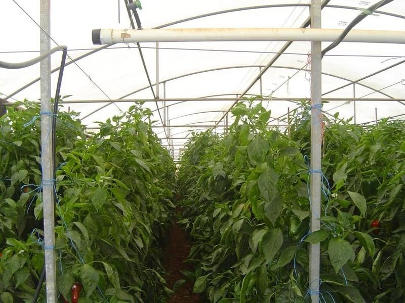 Lot 3 Womma Road, Penfield SA 5121