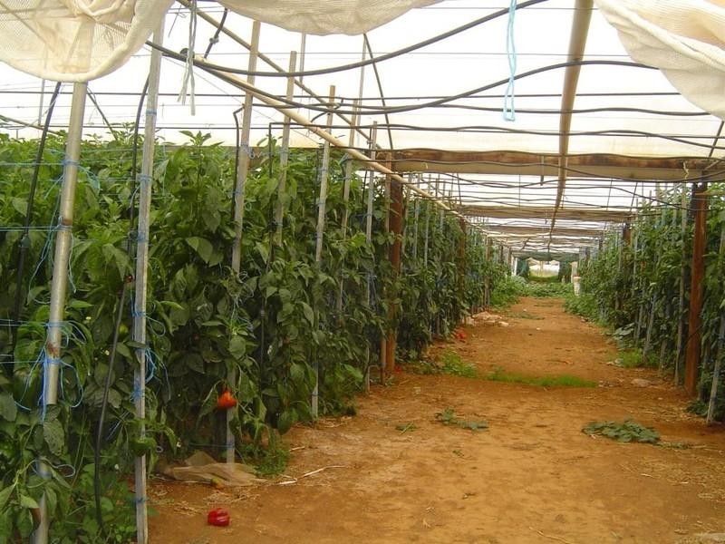 Lot 3 Womma Road, Penfield SA 5121