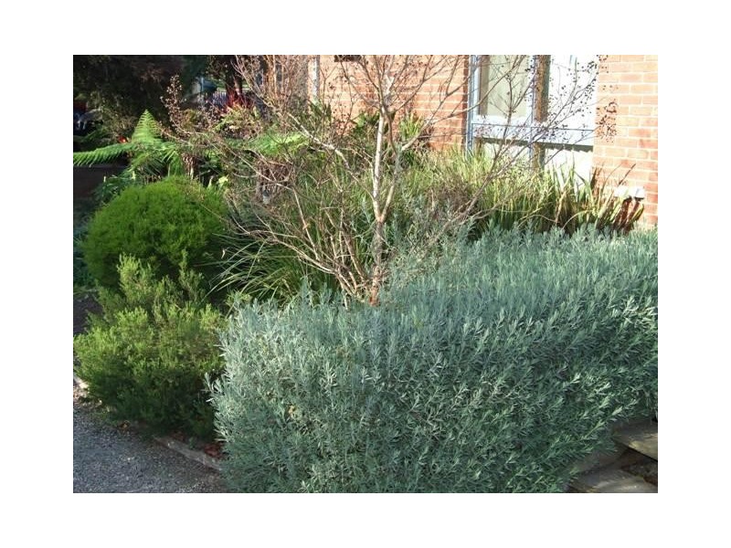 12 Holiday Court, Cowes VIC 3922