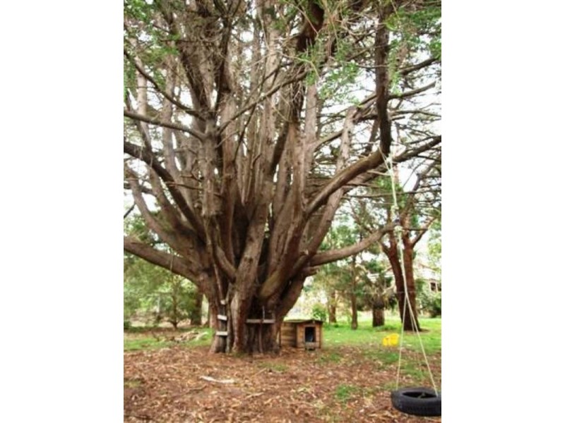 12 Dafydd Street, Cowes VIC 3922