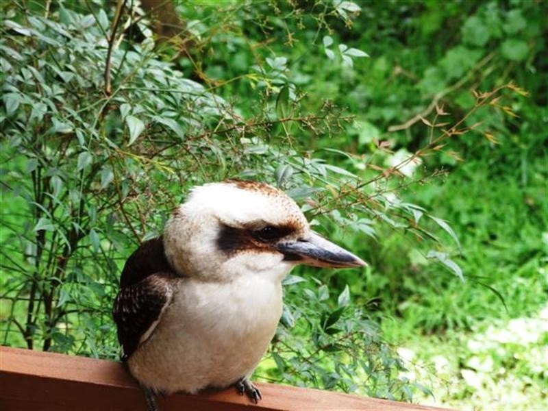 2 Bayview Road, Silverleaves VIC 3922