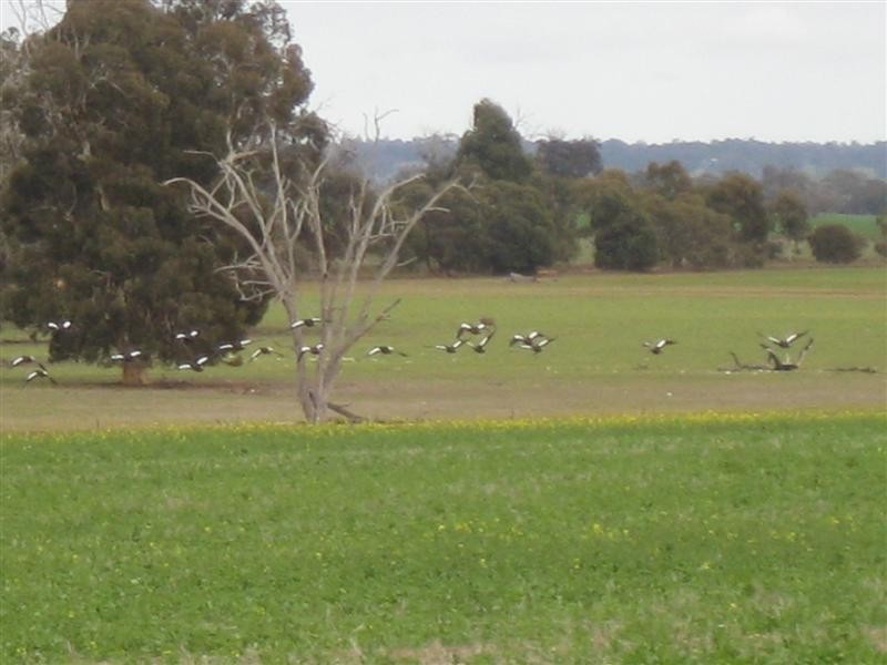 Arthur River WA 6315