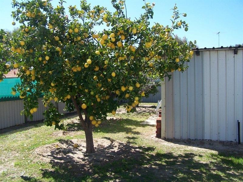 8 Linley Street, Wannanup WA 6210