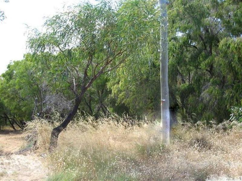 21 (Lot 186) Pioneer, Bouvard WA 6211