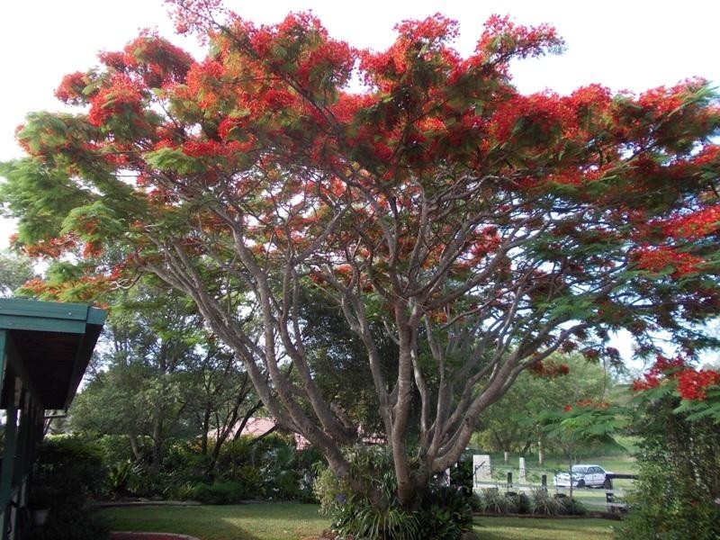 30 Wilkie Avenue, Redbank Plains QLD 4301