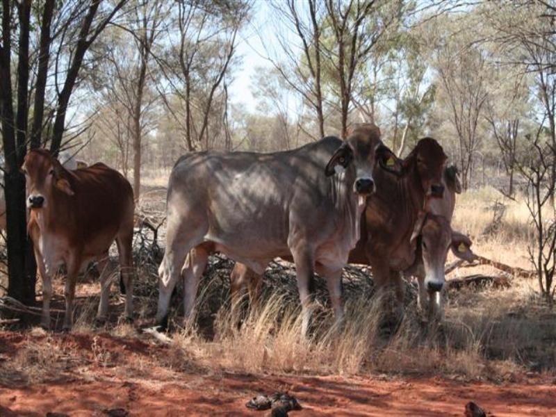 0 Diamantina Developmental Road, Quilpie QLD 4480 the real estate agency Withdrawn