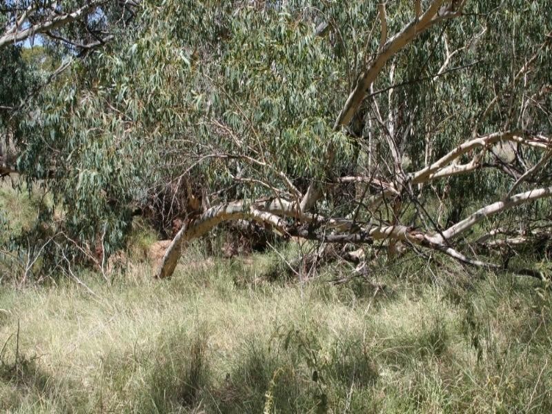 Mitchell QLD 4465