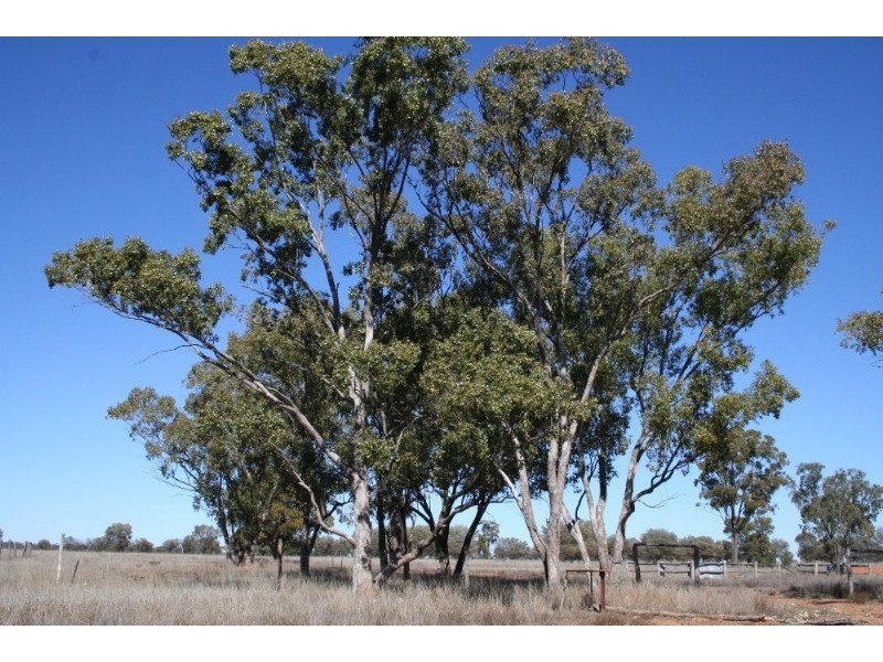 Mitchell QLD 4465