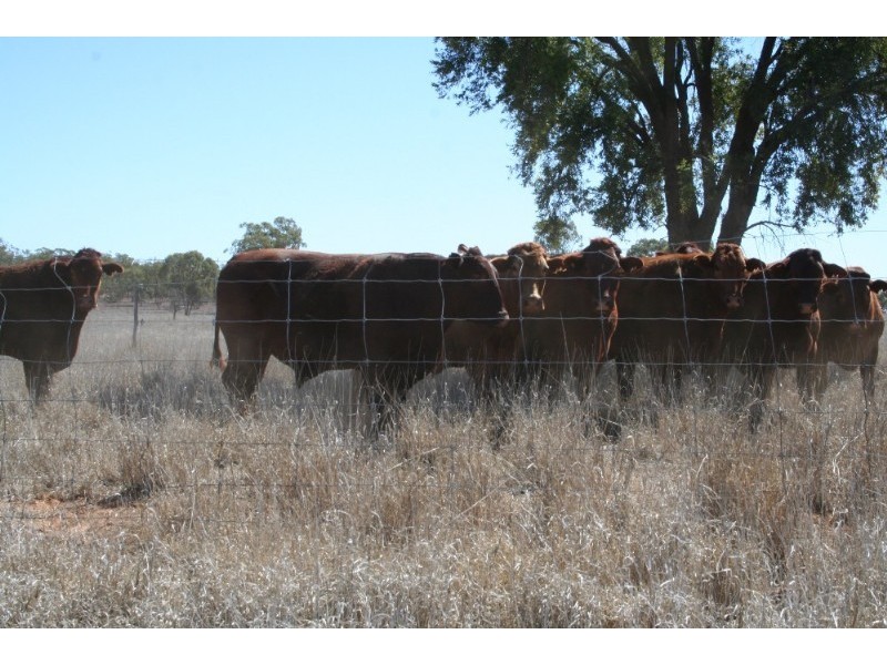 Mitchell QLD 4465