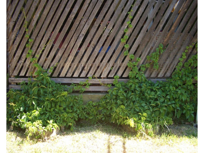 13 Ronald Street, Injune QLD 4454