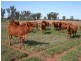 Roma QLD 4455