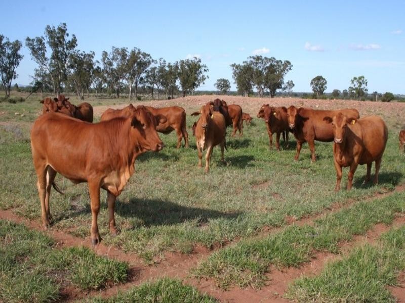 Roma QLD 4455