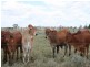 Dulacca QLD 4425