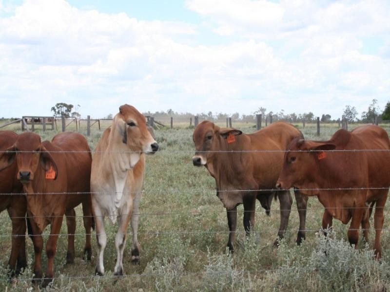 Dulacca QLD 4425