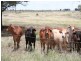 Dulacca QLD 4425