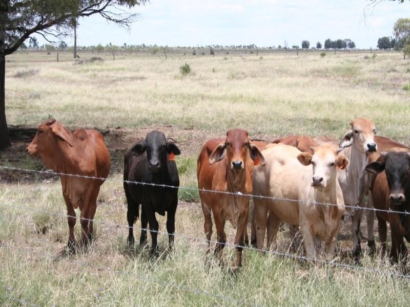 Dulacca QLD 4425