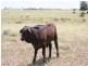 Dulacca QLD 4425