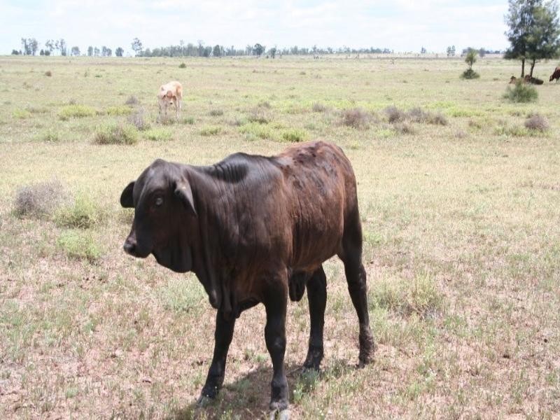 Dulacca QLD 4425