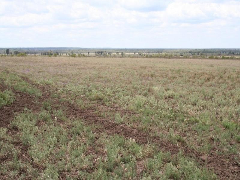 Dulacca QLD 4425